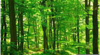 Papermoon Fototapete "Forest in Spring" glatt