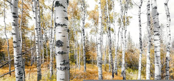 Komar Colorful Aspenwoods 450 x 280 cm