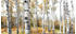 Komar Colorful Aspenwoods 450 x 280 cm
