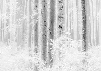 Komar Winter Wood weiß/schwarz 400 x 280 cm