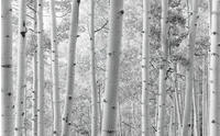 Komar Vliestapete "Digitaldruck Vlies - Espenwald - Gr&ouml;&szlig;e 450 x 280 cm" bedruckt