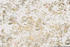 Komar Golden Feathers gold/weiß 400 x 280 cm