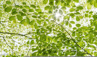 Komar Vliestapete "Digitaldruck Vlies - Im Fr&uuml;hlingswald - Gr&ouml;&szlig;e 450 x 280 cm"