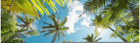Komar Coconut Heaven 450 x 280 cm