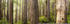 Komar Redwood Trail 450 x 280 cm