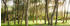 Komar Blütenzauberwald 450 x 280 cm