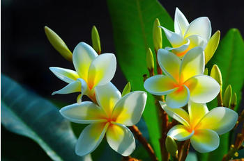 PaperMoon Frangipani-Blumen (61317105-0)