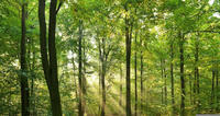 Papermoon Fototapete "Forrest morning" glatt