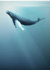 Komar Vliestapete »Artsy Humpback Whale«, 200x280 cm (Breite x Höhe)