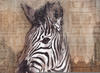 Komar Vliestapete »Zebra«
