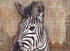 Komar Zebra 200 x 250 cm