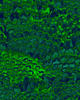 Komar Vliestapete, 200x250 cm (Breite x Höhe), Vliestapete, 100 cm Bahnbreite