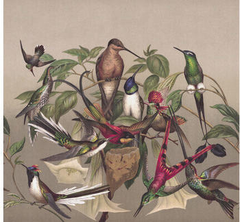 Rasch Curiosity Vögel beige 6-tlg. 318 x 300 cm (543568)