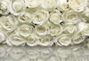 Komar A la Rose 368 x 254 cm