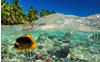 PaperMoon Unterwasser-Welt-Fische Koralle See Meer Palmen Dünen 500 x 280 cm
