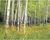Papermoon Fototapete »Aspen Grove and Orange Wildflowers«