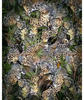 Komar Vliestapete »Wild Cats«, 200x250 cm (Breite x Höhe)