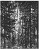 Komar Vliestapete »Lustres Lapland«, 200x250 cm (Breite x Höhe), Vliestapete, 100