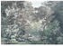 Komar Raw Fairytale Forest (4 -tlg., 400 x 280 cm)