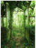 Komar Stefan Hefele Edition 2 Greenhouse (4 -tlg., 200 x 280 cm)