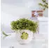 Villeroy & Boch With Love Henkelbecher Good Luck 290 ml