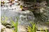 Esotec WaterSplash Solarteichpumpe Ersatzpumpe 980-1560l/h mit Sprinklerset (101052)