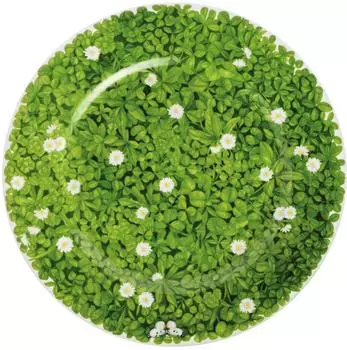 Taitù Prati Italiani Teller flach 31 cm, Blume weiß