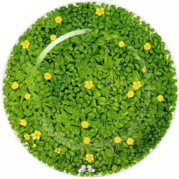 Taitù Prati Italiani Teller flach 31 cm, Blume gelb