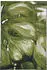 Tom Tailor Garden Palm green multi 305 (70x120cm)