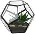 Relaxdays Pflanzenterrarium geometrisch, Glas, Dodekaeder (10022280)