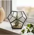 Relaxdays Pflanzenterrarium geometrisch, Glas, Dodekaeder (10022280)