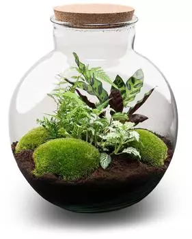 urbanjngl Bolder Bob DIY-Terrarium geschlossen mit LED-Korken, 30cm (FU-6492)