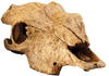 Exo Terra Buffalo Skull (24 x 14 x 9 cm)