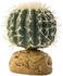 Exo Terra Barrel Cactus S (PT2980)