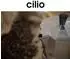 Cilio Deluxe Isolierflasche 450ml, Edelstahl, roségold-matt (544831)
