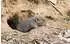 Isotronic Hawk II Animal Repeller