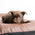 4L Textil ELLA Hundematratze Kunstleder