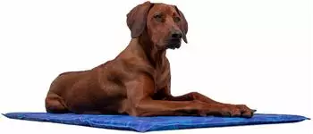 TrendPet Arctic Comfort 20 mm premium Kühlmatte blau XL
