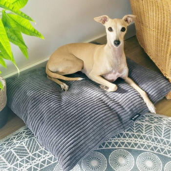 4L Textil MOLLY Hundekissen Cord dunkelgrau 100x80cm