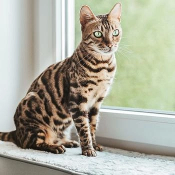 CanadianCat Canadian Cat Company Fensterliege XXL
