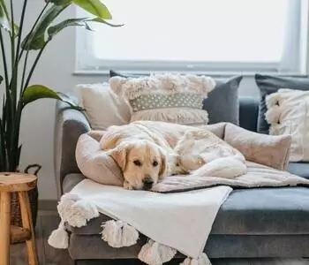 District70 NUZZLE Sofa Dog Bed taupe