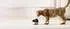 Enabot Rola Mini Pet Monitor