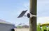 reolink Argus 3 Ultra 4K Weiß Solarpanel in Weiß (8MP Solarpanel)