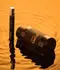 Commodity Gold Parfum 10ml