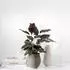 Villeroy & Boch Collier 17,5cm taupe