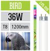 Ardacia FB-36 Bird Lamp, 36 Watt
