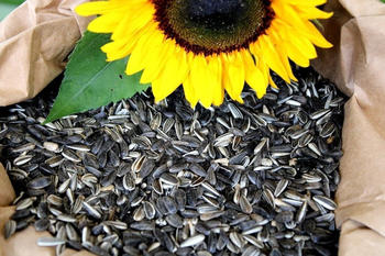 Futterbauer Sonnenblumenkerne gestreift Ernte 2024 25kg