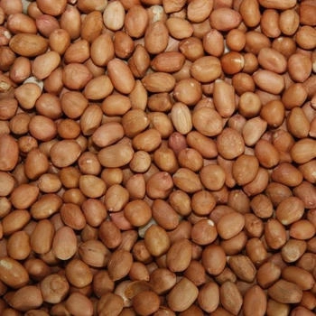 Pauls Mühle Erdnüsse mit Haut Light Skin 10kg
