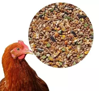 Klasebo Körnerfutter Plus 25kg