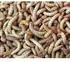 Hermetia-Zucht Mehlwürmer, lebend, 1 kg